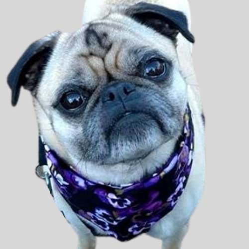 Premium dog bandanas